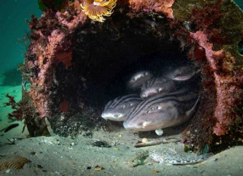 Pyjama Catsharks