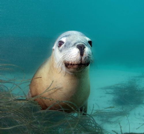 Australian Sea Lion