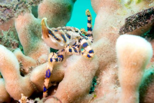 Blue Ringed or Blue Lined octopus