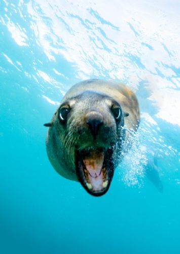 Australian Fur Seal