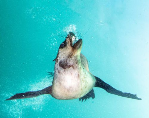 Fur Seal