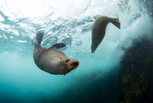 Fur seals