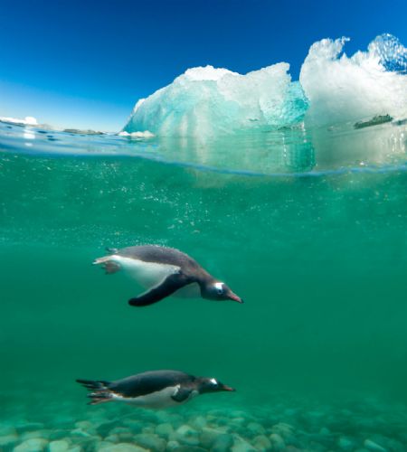 Gentoo Penguin