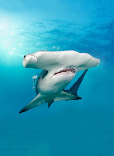 Great Hammerhead shark