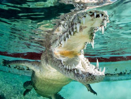 Saltwater crocodile