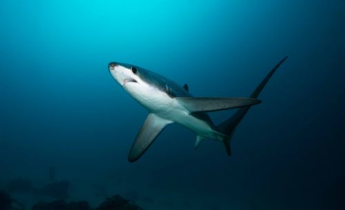 Thresher Shark