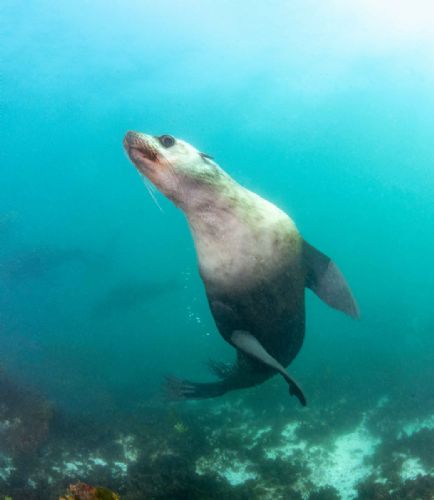 Fur Seal