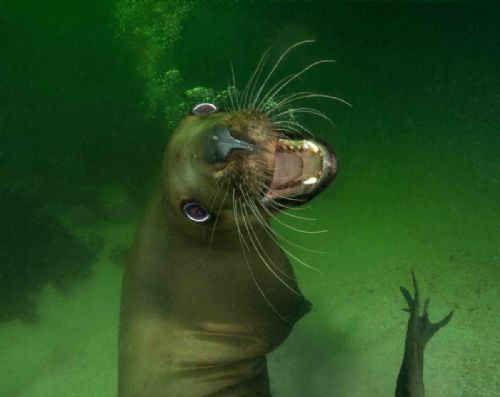 Steller Sea Lion