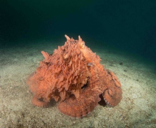 Giant Pacific Octopus