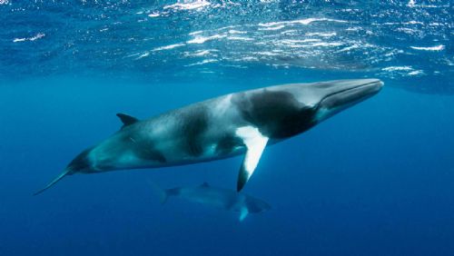 Dwarf Minke whales