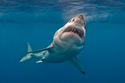 Great White Shark1 Neptune Islands South Australia