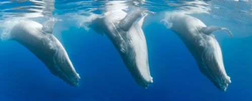 Humpbacks Galore in Rurutu Sep 12