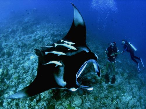 This image of a large Manta Ray next to my wife Eve and Saeed Dive Centre