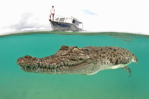 Saltwater Crocodile