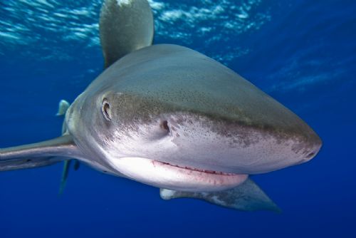 Oceanic Whitetip Shark9 The Bahamas June 07