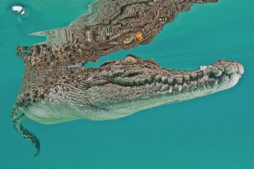 Saltwater Crocodile