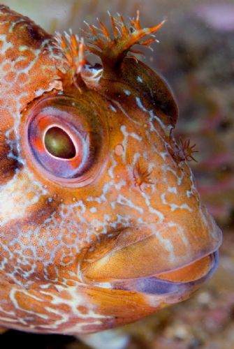 tompot blenny1 d1273