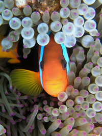 Photograph of Anemonefish