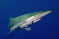 Photograph of Dusky Shark, presentd to the UN General Assembly