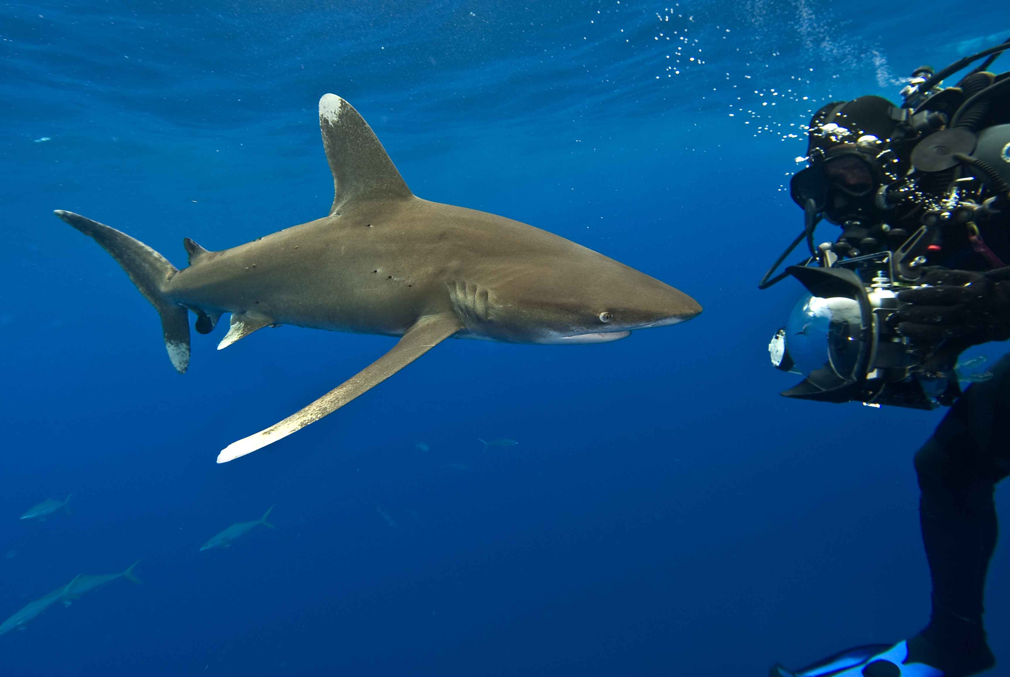 Photographer confronting an Oceanic Whitetip shark
