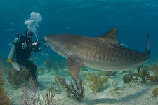 Malcolm and Tiger Shark. Photo by Jim Abernethy