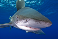 Photograph of an Oceanic Whitetip shark