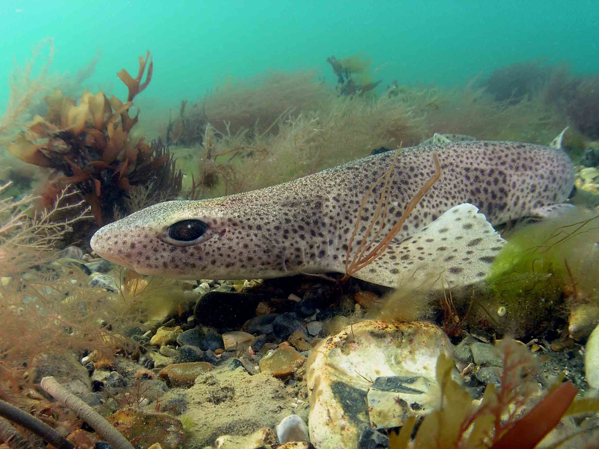 Dogfish+puffer