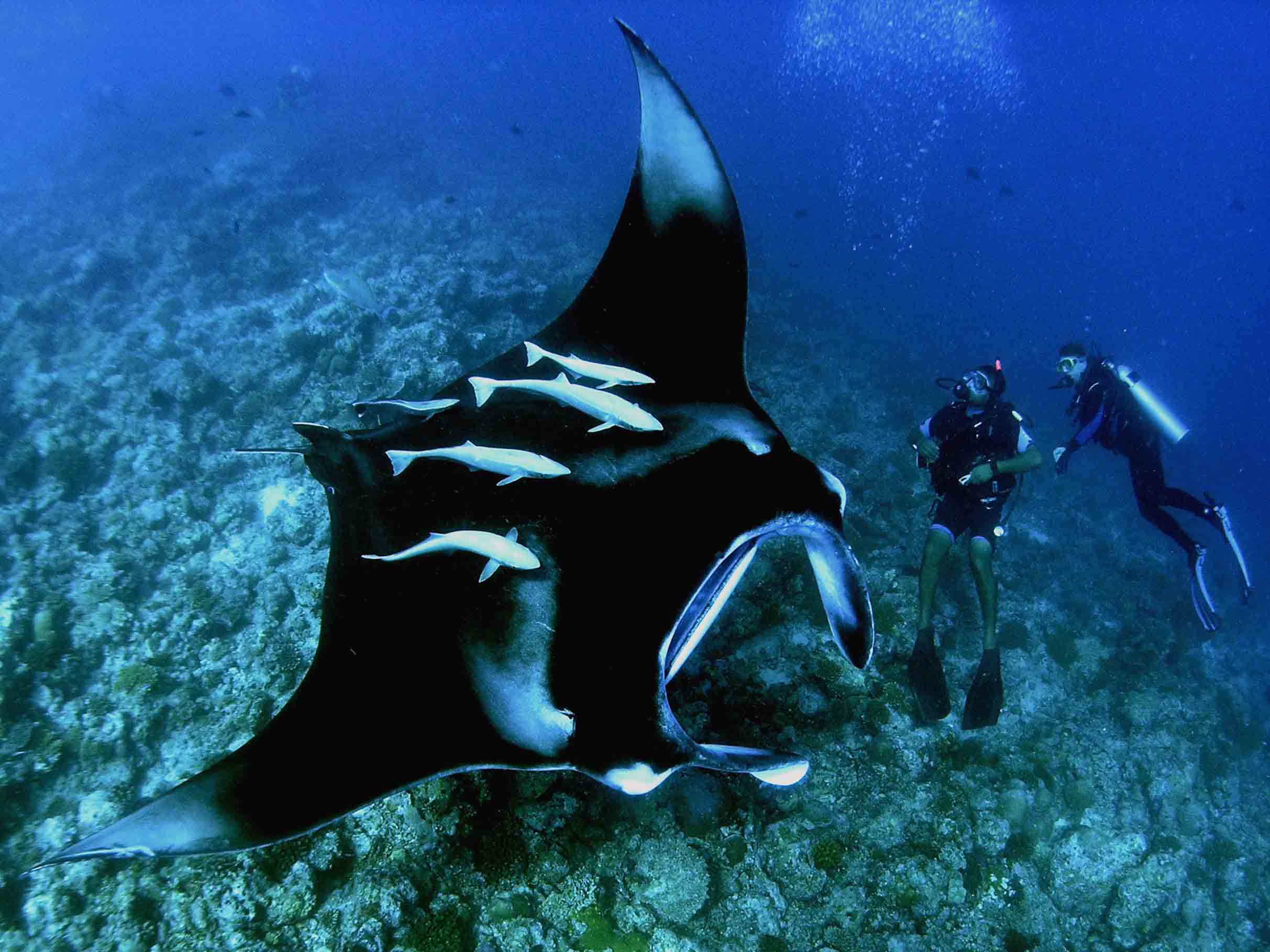 Manta Ray