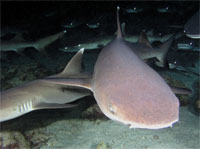 Whtetip Reef Sharks