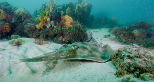 Eastern Shovelnose ray at Fly Point09 d2094