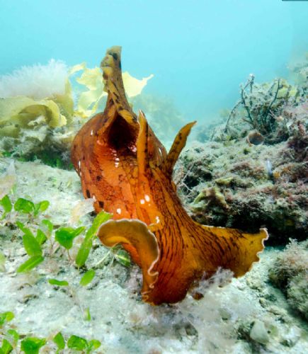Giant Sea Hare