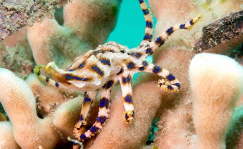 Blue Ringed or Blue Lined octopus