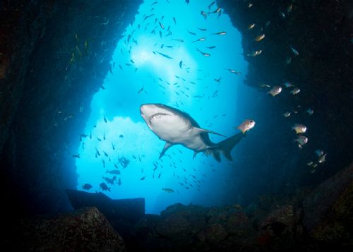 Grey Nurse shark