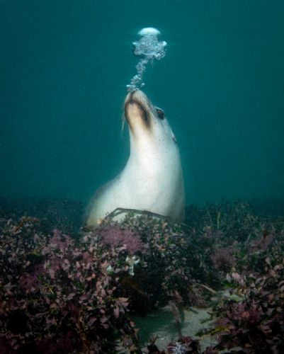 Australian Sea Lion