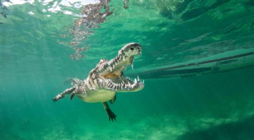 Saltwater crocodile