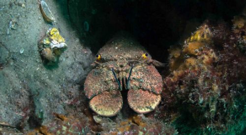 Slipper Lobster