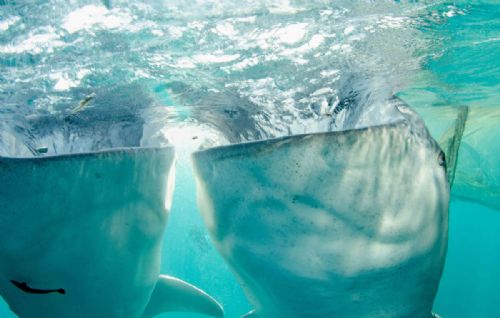 Whale sharks1 d2330