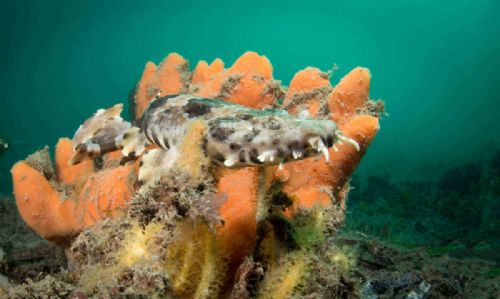 Wobbegong shark