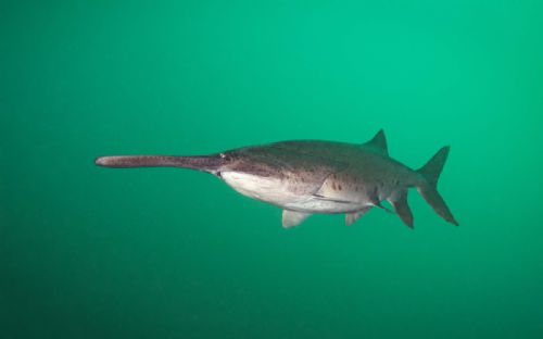 American Paddlefish1 d3543