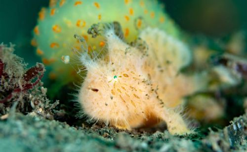 Anglerfish