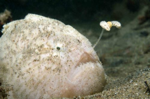 Anglerfish
