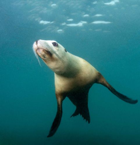Australian Sea Lion