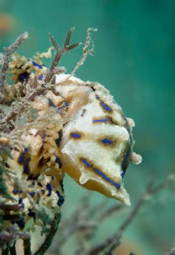 Blue Ringed Octopus