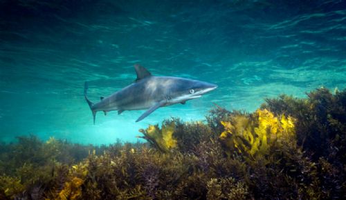Dusky Whaler shark
