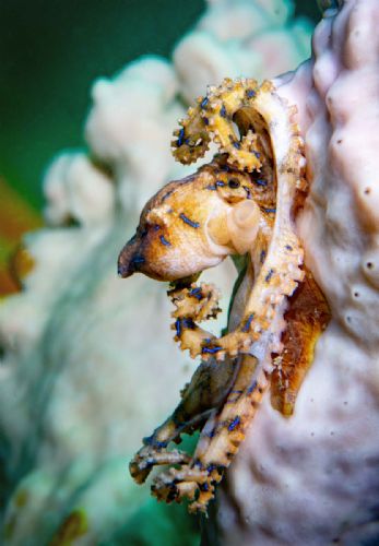 Dying Blue Lined Octopus