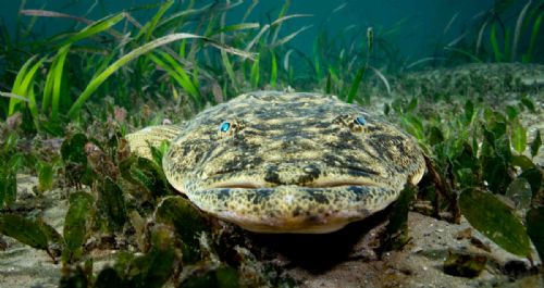 Flathead