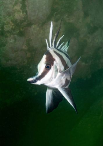 Longsnout Boarfish