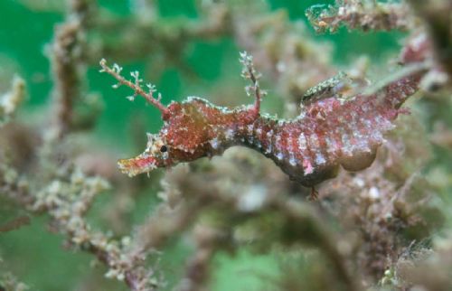 Pygmy Pipehorse
