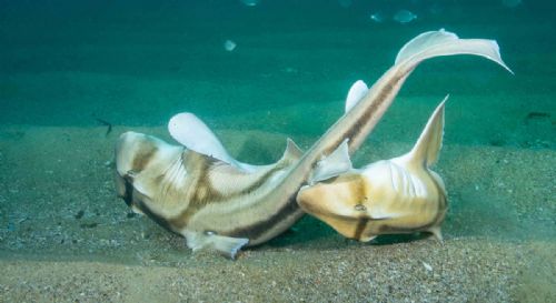 Port Jackson sharks mating