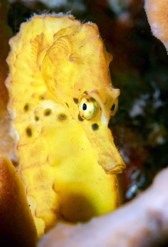 Pot Bellied Seahorse
